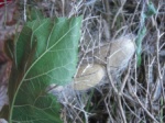 several hundred meter spun into a cocoon